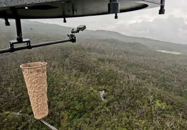 Why are millions of mosquitoes being dropped from the sky over Hawaii?