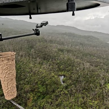 Why are millions of mosquitoes being dropped from the sky over Hawaii?