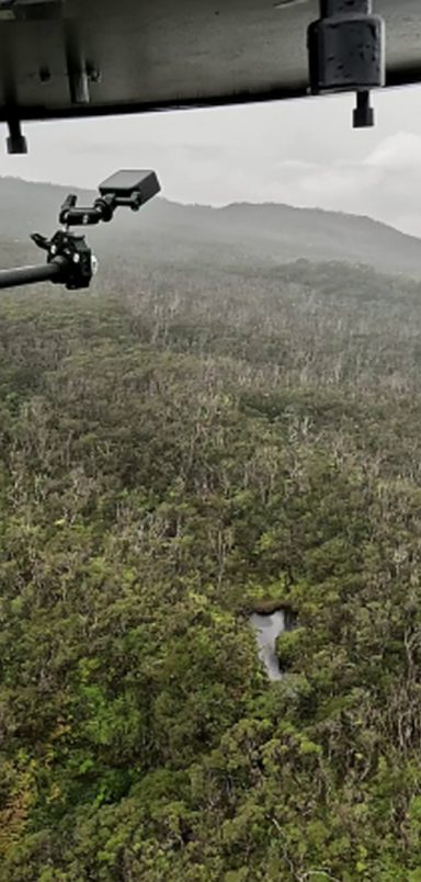 Why are millions of mosquitoes being dropped from the sky over Hawaii?