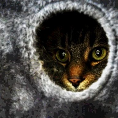 To ease stress, US colleges welcome pets into dorms