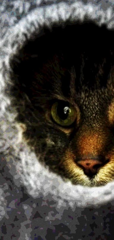 To ease stress, US colleges welcome pets into dorms