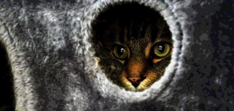 To ease stress, US colleges welcome pets into dorms