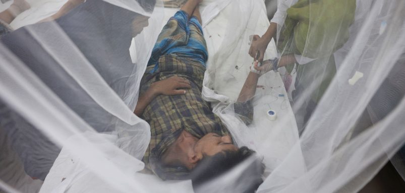 What is the difference between dengue and chikungunya?