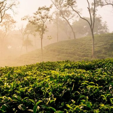 One day Sreemangal trip: Complete guide from Dhaka