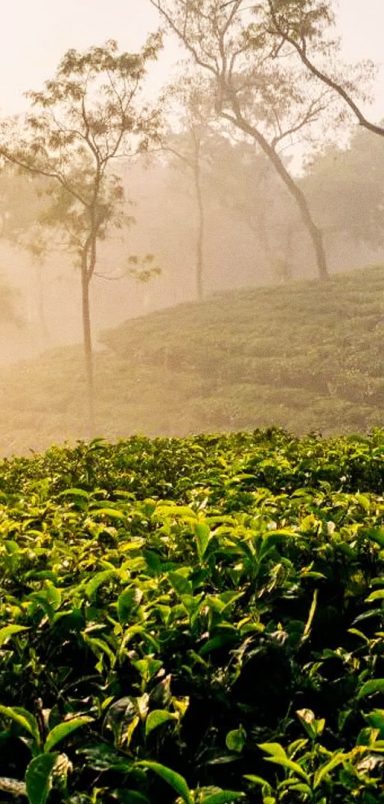 One day Sreemangal trip: Complete guide from Dhaka