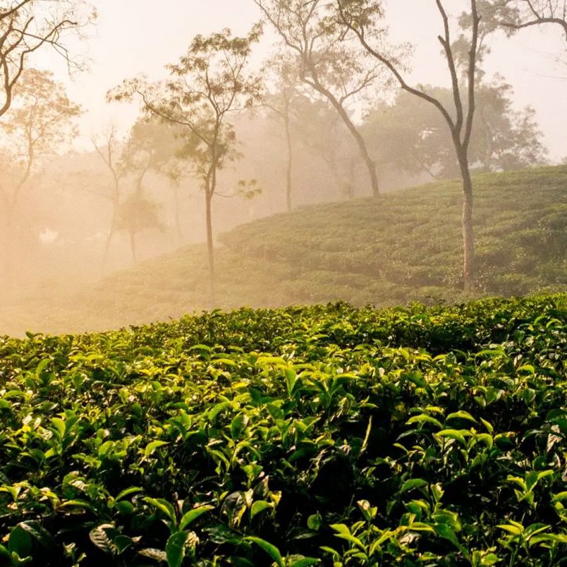 One day Sreemangal trip: Complete guide from Dhaka