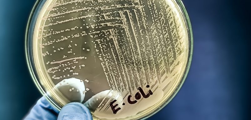 How is a common bacterium transforming plastic waste into life-saving medicines?
