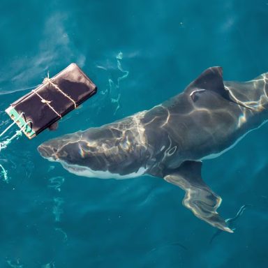 What makes these newly developed wetsuits resistant to shark bites?