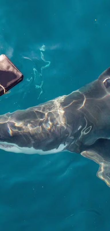 What makes these newly developed wetsuits resistant to shark bites?