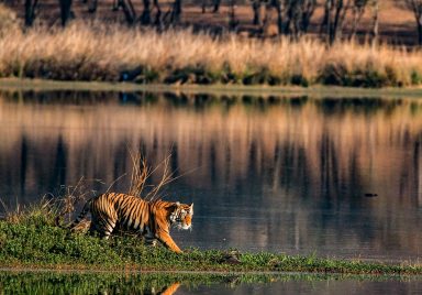 Sundarban wildlife travel: Complete guide from Dhaka