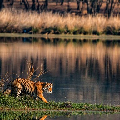 Sundarban wildlife travel: Complete guide from Dhaka