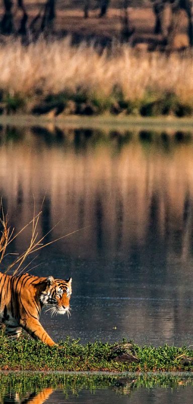 Sundarban wildlife travel: Complete guide from Dhaka