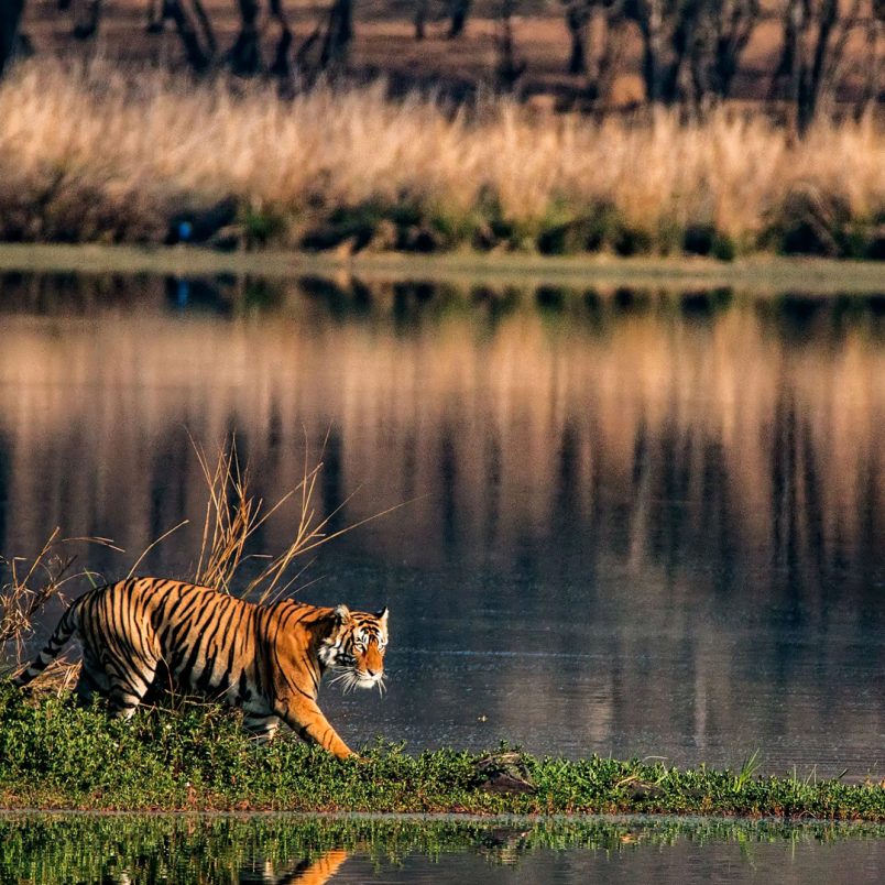 Sundarban wildlife travel: Complete guide from Dhaka
