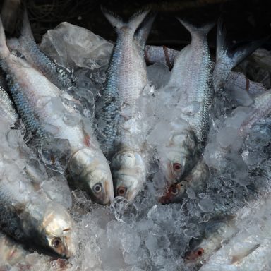 How much Hilsa fish is being exported for Durga Puja celebrations?