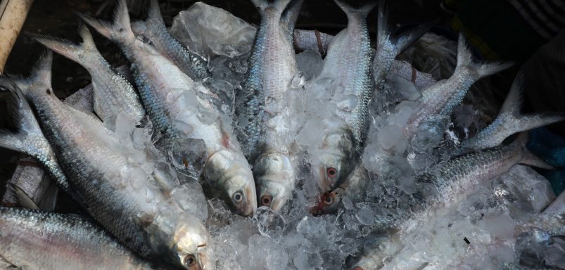 How much Hilsa fish is being exported for Durga Puja celebrations?