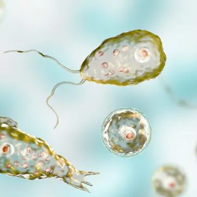 What is brain eating amoeba: How it spreads