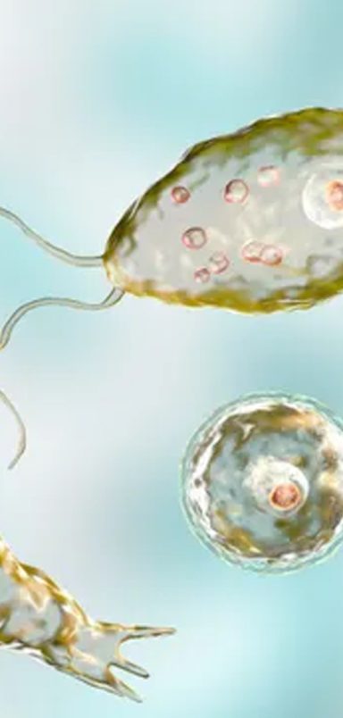 What is brain eating amoeba: How it spreads