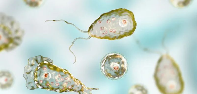 What is brain eating amoeba: How it spreads