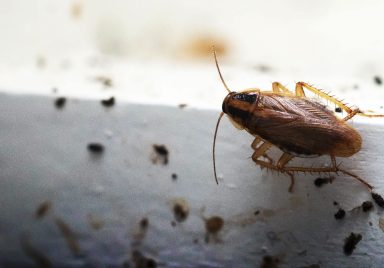 12 effective ways to keep bugs out of your home