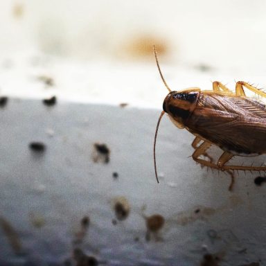 12 effective ways to keep bugs out of your home
