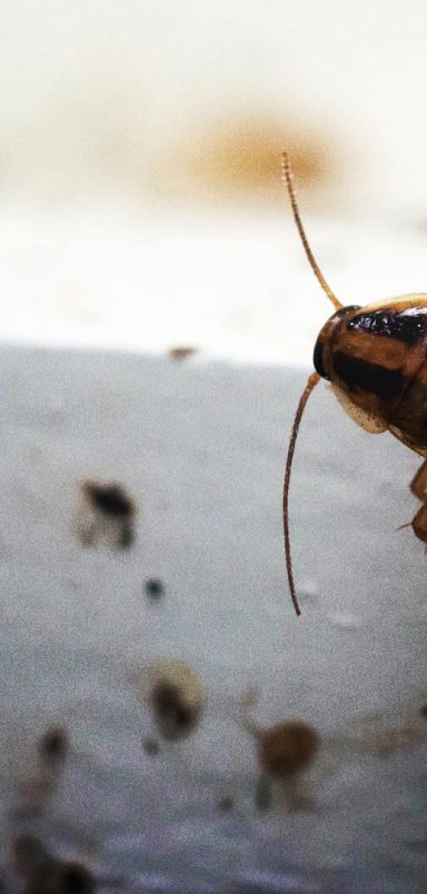 12 effective ways to keep bugs out of your home