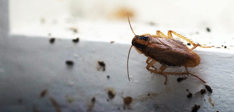12 effective ways to keep bugs out of your home