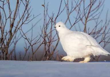 Meet the animals that change colour when it snows
