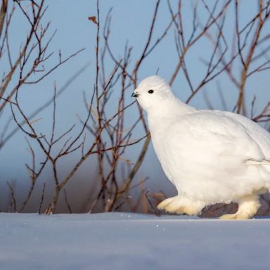 Meet the animals that change colour when it snows