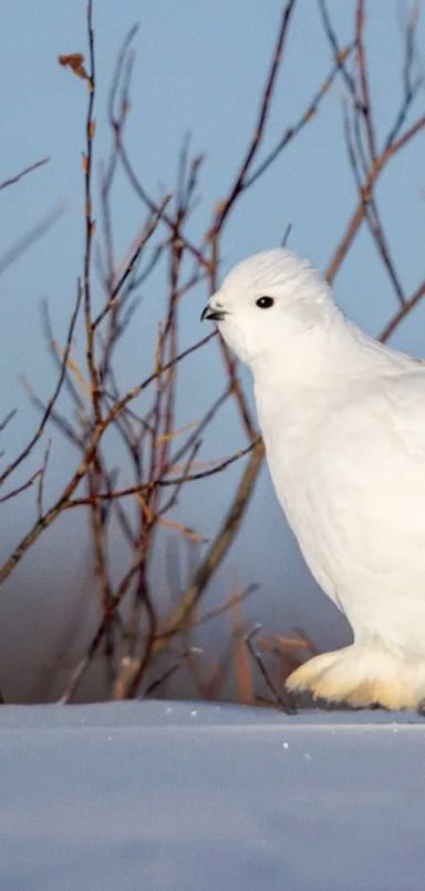 Meet the animals that change colour when it snows