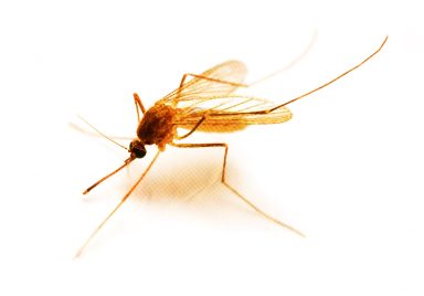 Why Iceland’s first mosquitoes are a cause for concern