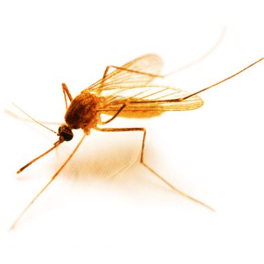 Why Iceland’s first mosquitoes are a cause for concern