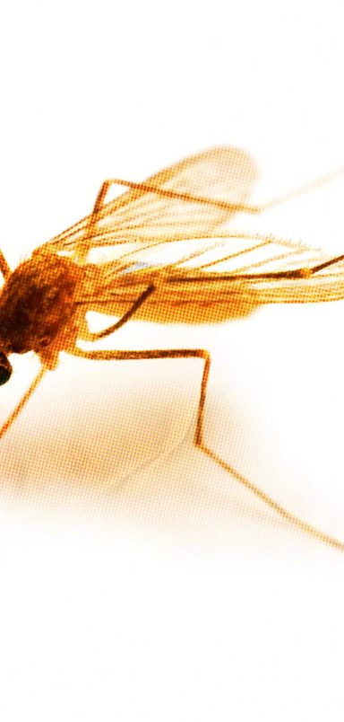 Why Iceland’s first mosquitoes are a cause for concern