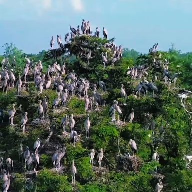 How a village is being made tourist-friendly by focusing on the migration of birds