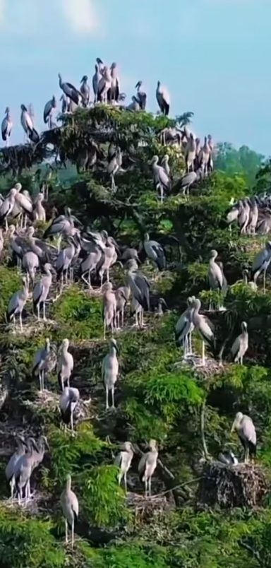 How a village is being made tourist-friendly by focusing on the migration of birds