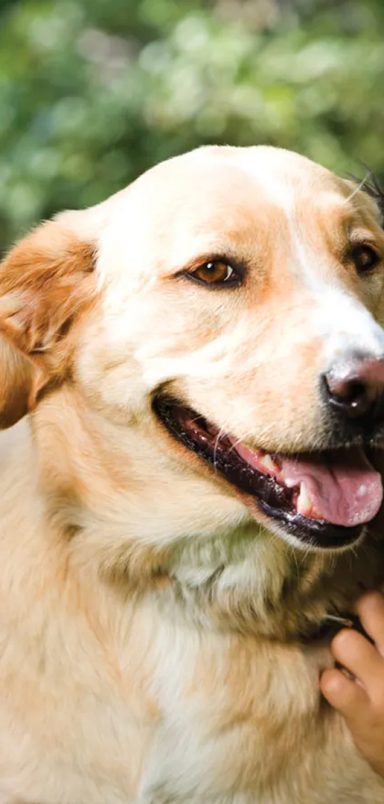How losing a family pet helps children learn about grief