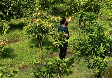 How a new farming method is boosting mango yields in Chapainawabganj