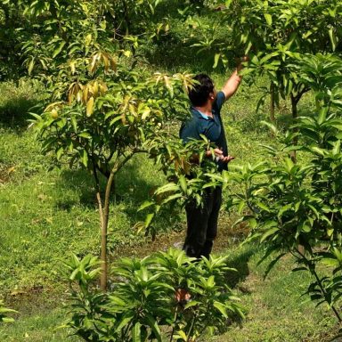 How a new farming method is boosting mango yields in Chapainawabganj