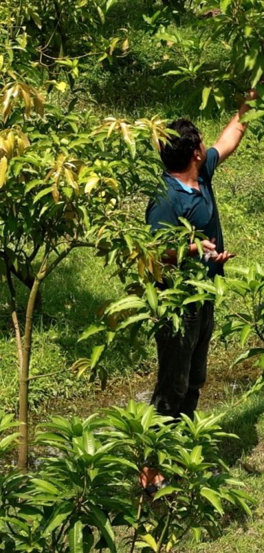 How a new farming method is boosting mango yields in Chapainawabganj