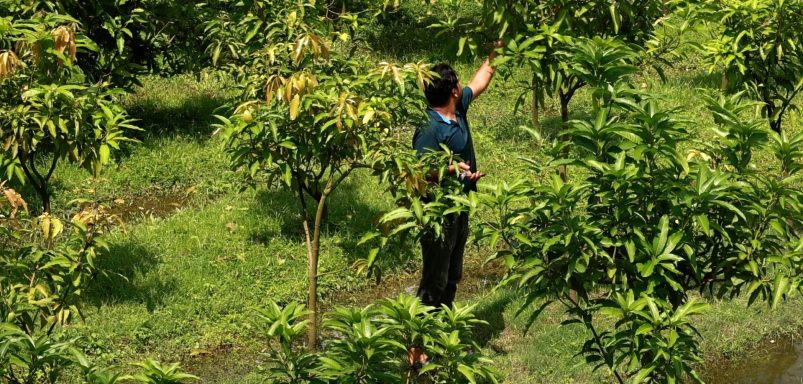 How a new farming method is boosting mango yields in Chapainawabganj