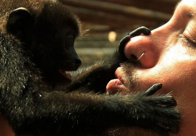 First kiss was 20 million years ago by early primates: scientists