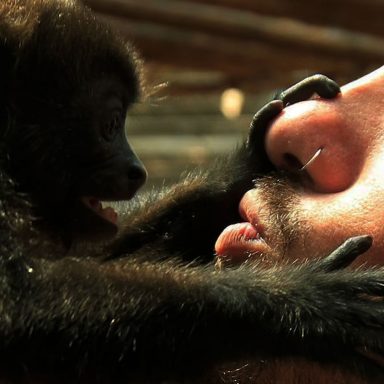 First kiss was 20 million years ago by early primates: scientists