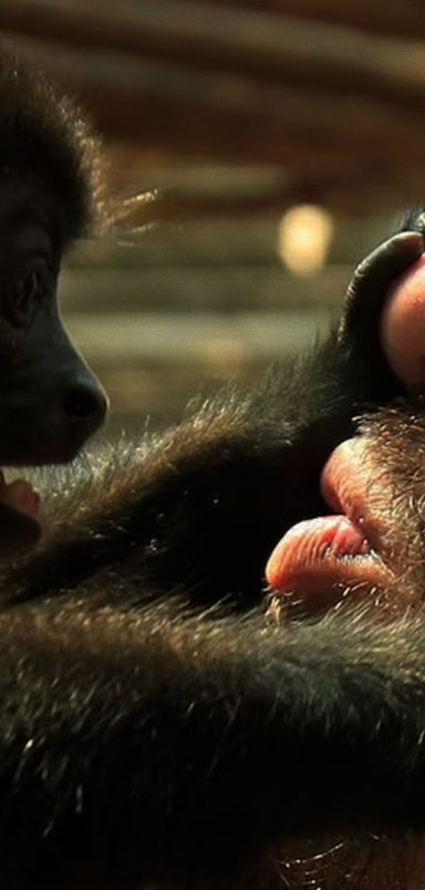 First kiss was 20 million years ago by early primates: scientists