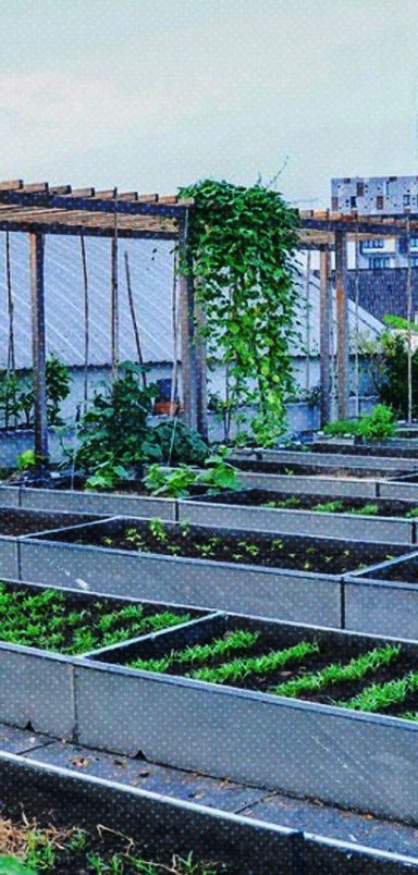 10 rooftop gardening tips for this winter