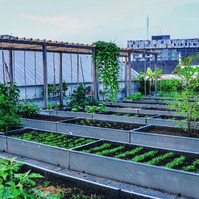 10 rooftop gardening tips for this winter