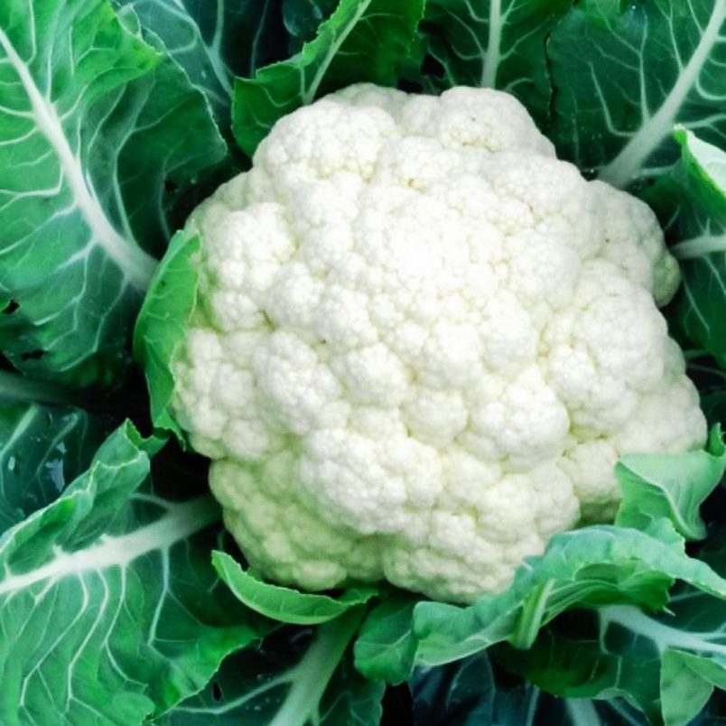 Top 10 nutritious winter vegetables in Bangladesh