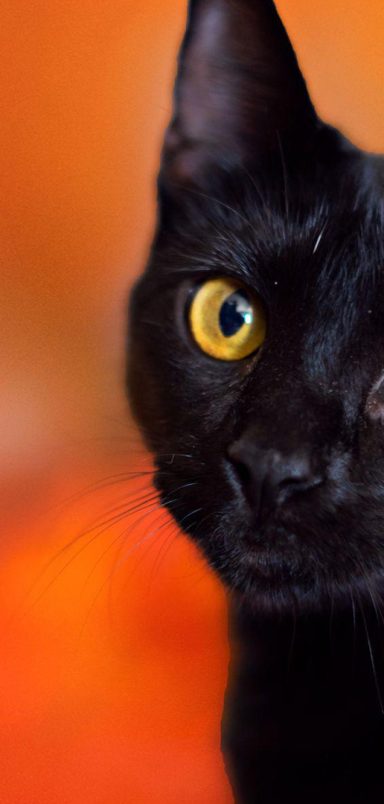 The many mysterious meanings of black cats