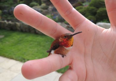 Ever wonder which is the world's smallest bird by length?