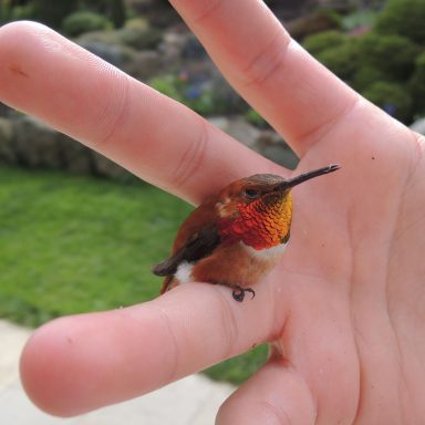 Ever wonder which is the world's smallest bird by length?