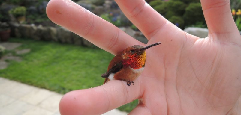 Ever wonder which is the world's smallest bird by length?