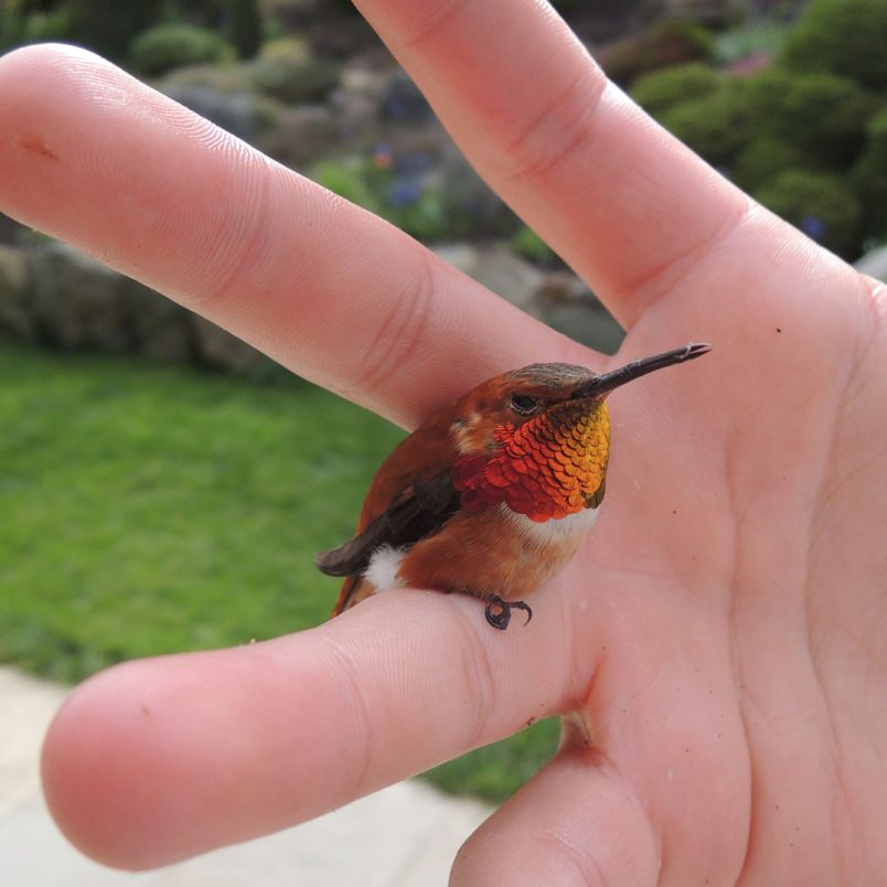 Ever wonder which is the world's smallest bird by length?